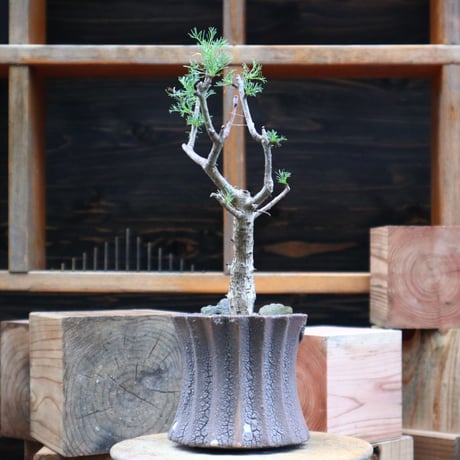 コミフォラ  クラウセリアナ／Commiphora  kraeuseliana   no.82117