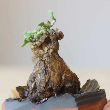 Portulacaria pygmaea × N/OH  no.207-2