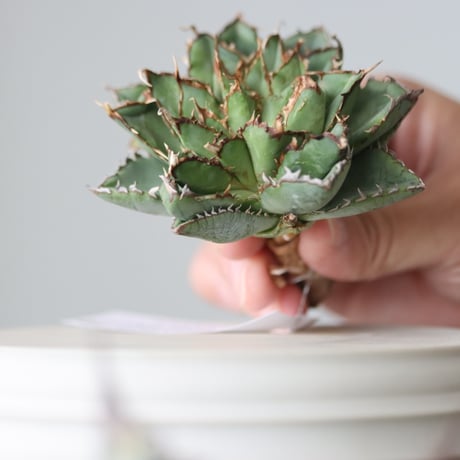 Agave titanota filigree Devil/ Style of Chika　no.42109