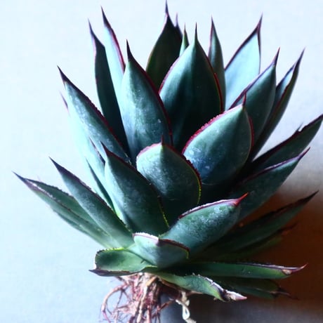 アガベ　ブルーグロー Agave 'Blue Glow'   no.20910