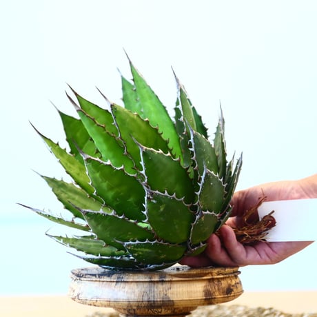 Agave horrida / Style of Chika   no.1015/4