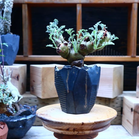 ペラルゴニウム  クリズミフォリウム／Pelargonium crithmifolium    no.  70430