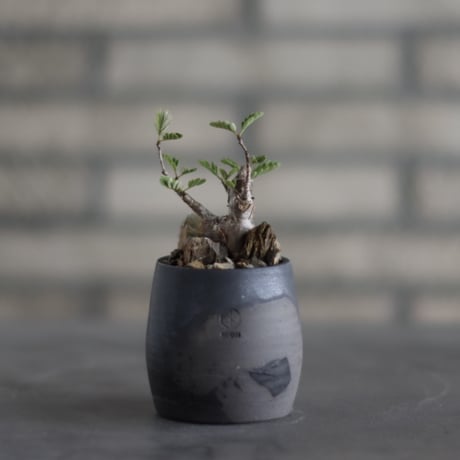 芽の巣山