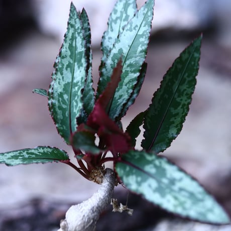 Euphorbia sp.nova ambongense   no.011