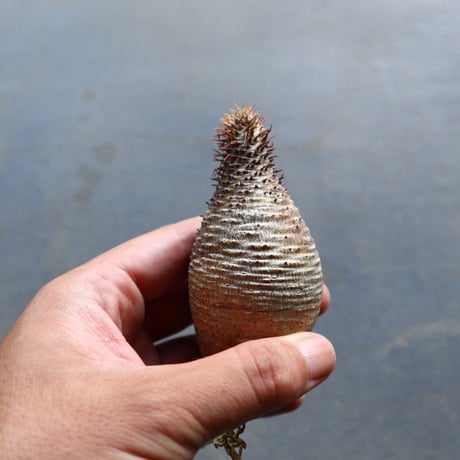 パキポディウム グラキリス 抜苗  Pachypodium rosulatum var. gracilius no.92911