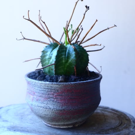 ユーフォルビア  バリダ    Euphorbia valida     no.20219