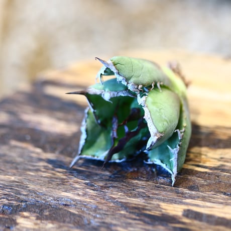'ハルコイ´セット (N/OH × Agave titanota "FO-076)  no.30369