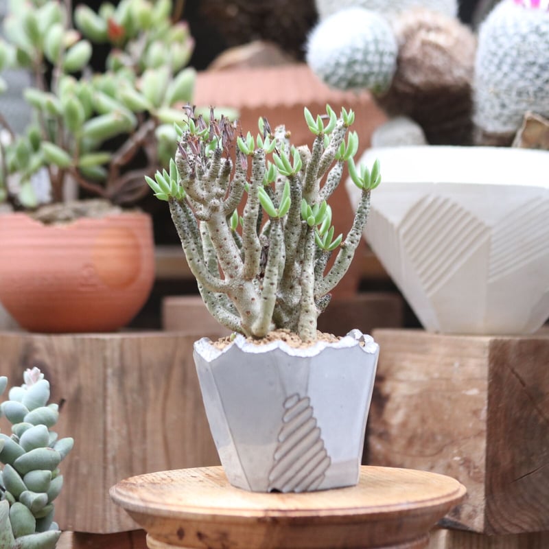 チレコドン ブッコルジアヌス／Tylecodon buchholzianus no.