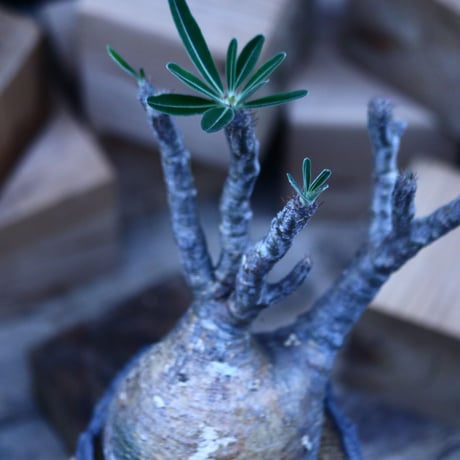 パキポディウム  グラキリス ／Pachypodium  gracilius     no.103148