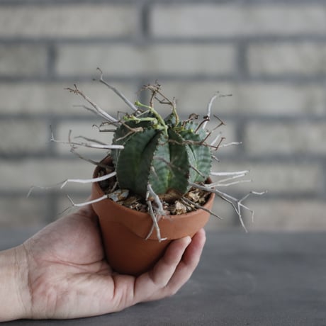 Euphorbia varida (バリダ) / South Africa / T.W. × YAMABACHI (3号) no.329/2
