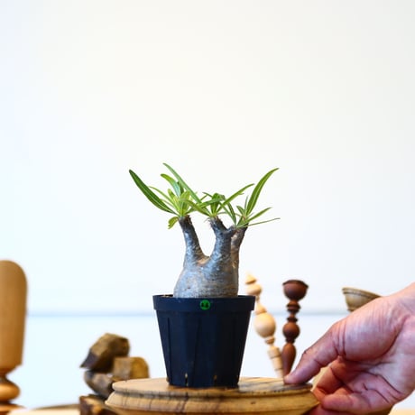 パキポディウム  グラキリス / Pachypodium  gracilius   no.52826