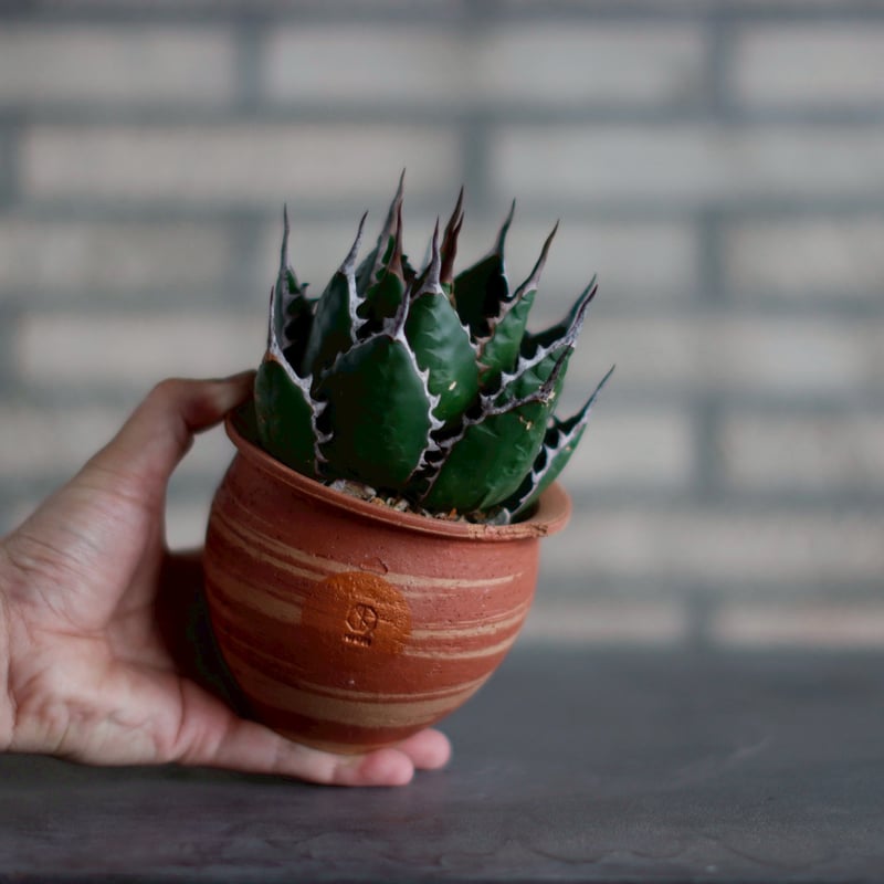 ⭐︎鉢ごと発送⭐︎アガベホリダ　Agave horrida No.AHRD003 ⭐︎鉢ごと発送⭐︎アガベホリダ Agave horrida No.AHRD003
