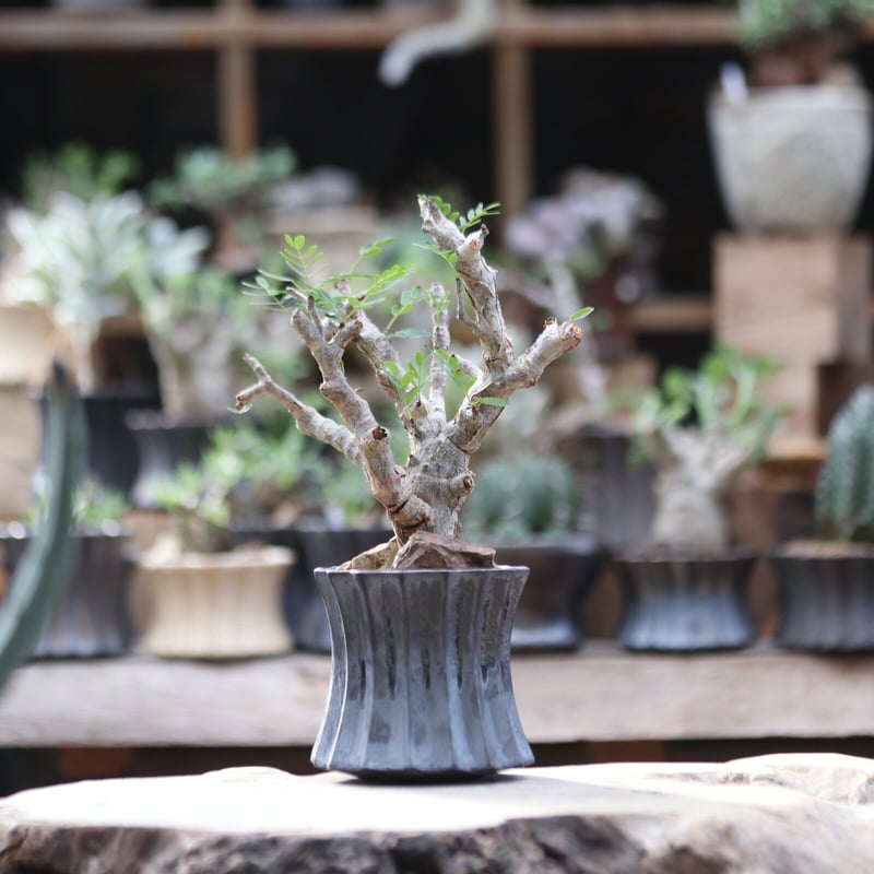 センナ メリディオナリス センナ メリディオナリス【1051】 | PROTOLEAF プロトリーフ