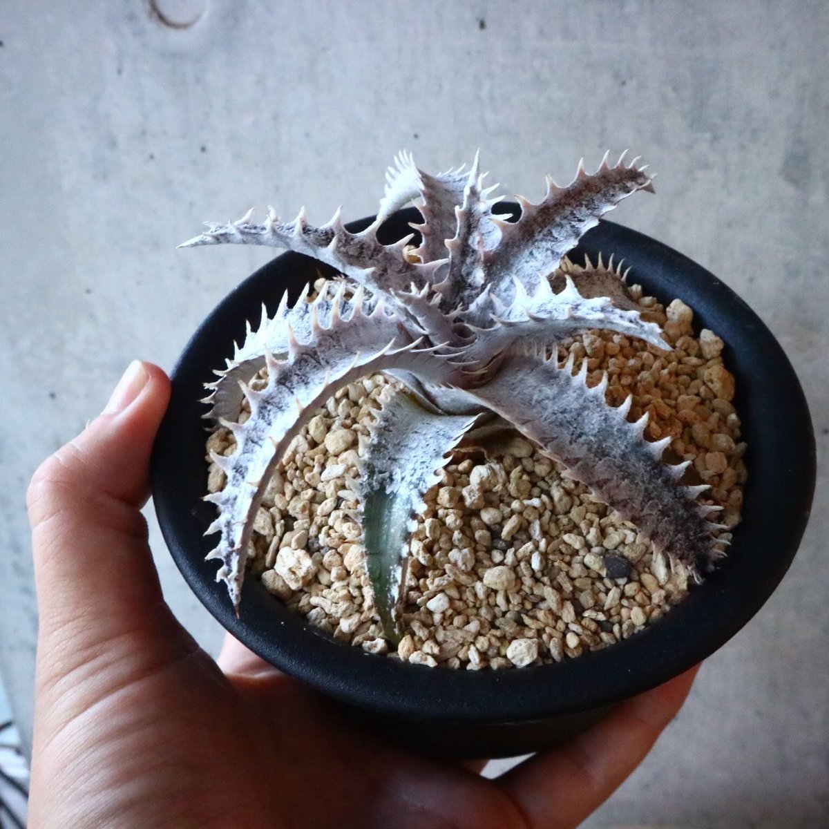 Dyckia 'Black Ice'. 001 | 芽の巣山