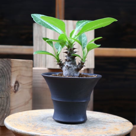 パキポディウム ウィンゾリー実生／Pachypodium baronii var. windsorii    no.82842