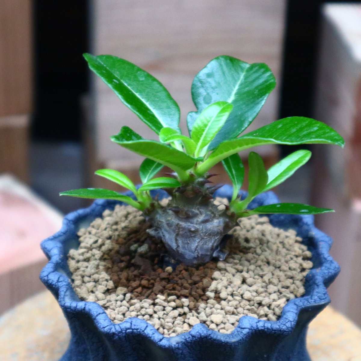 パキポディウム ウィンゾリー実生／Pachypodium baronii var