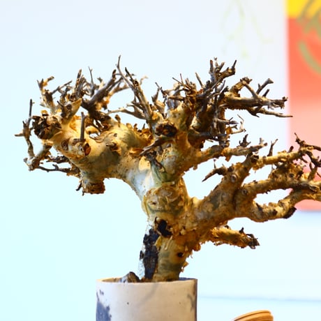 Commiphora stocksiana × Masafumi Shigeta　no.11445