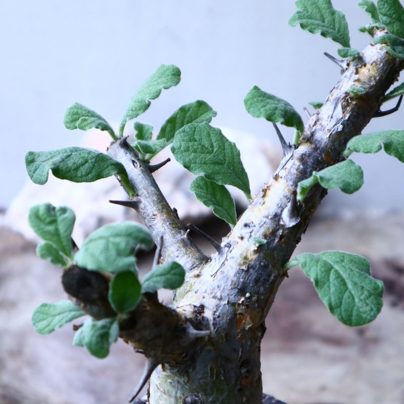 セサモタムナス ブッセアヌス Sesamothamnus busseanus no