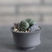 ユーフォルビア　レシニフェラ　鉢付き ユーフォルビア レシニフェラ / Euphorbia resinifera no.4300