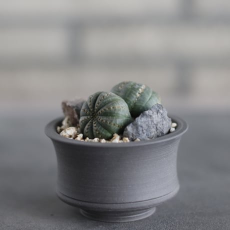 Euphorbia obesa  × takero pot (2.5号)  no.419/83
