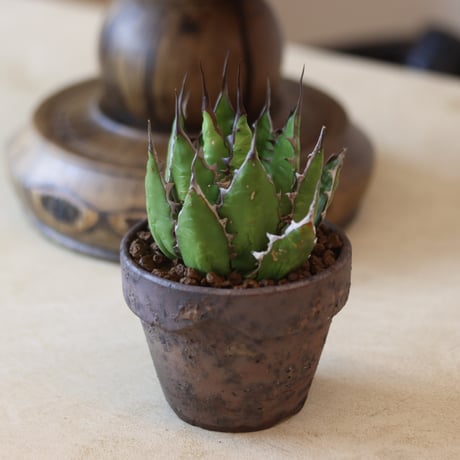 U.S.horrida / Style of Chika × YAMABACHI var.takero pot  no.131-12