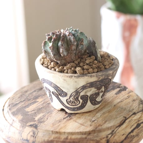 Euphorbia horrida × Riko Otsuki   no.51905
