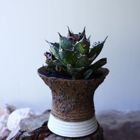 アガベ   チタノタ   FO-76   Agave titanota  "FO-76"  no.51904