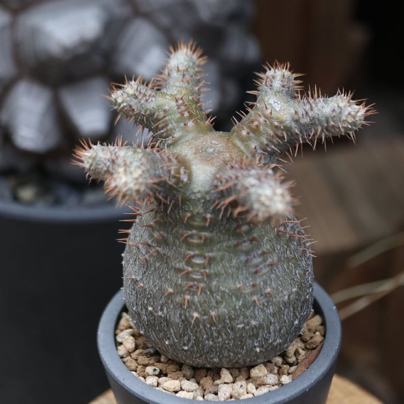 パキポディウム グラキリス 実生／Pachypodium gracilius no.