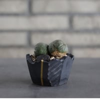 Euphorbia obesa  × N/OH (2.5号)  no.607/9