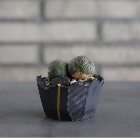 Euphorbia obesa  × N/OH (2.5号)  no.607/9