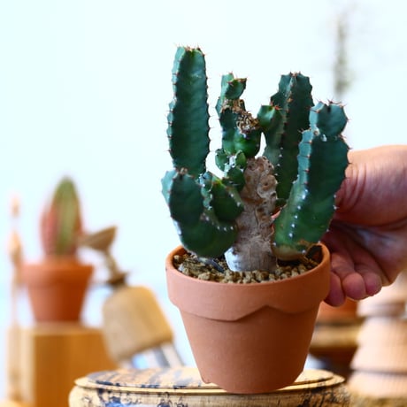 YAMABACHI × Euphorbia resinifera   no.91026