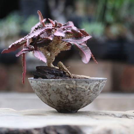 ユーフォルビア  フランコイシー／Euphorbia francoisii   no.103051