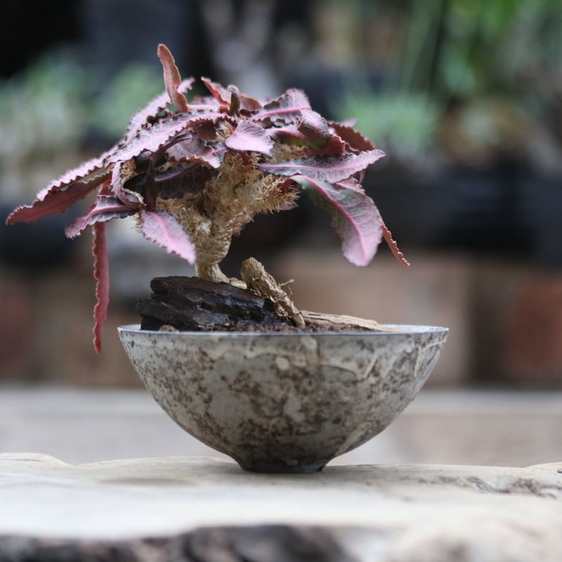 ユーフォルビア フランコイシー ユーフォルビア フランコイシー／Euphorbia francoisii no.1030