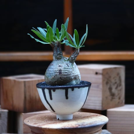 パキポディウム  グラキリス ／Pachypodium  gracilius     no.102473