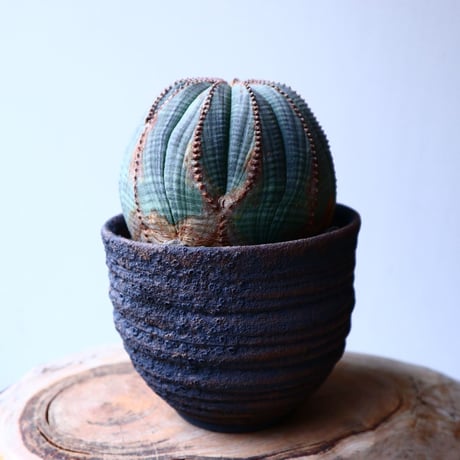 ユーフォルビア  オベサ   Euphorbia obesa   no.20311
