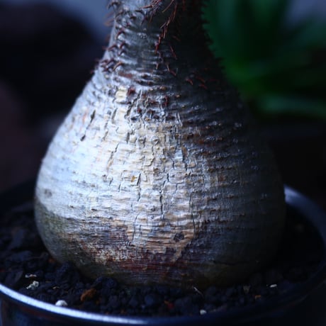 パキポディウム グラキリス   Pachypodium rosulatum var. gracilius no.61420