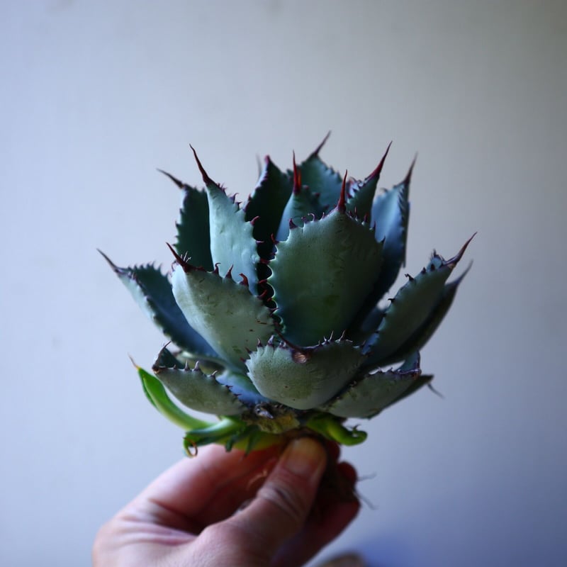 アガベ コンフェデレート ローズ Agave hybrid “Confederate Ro