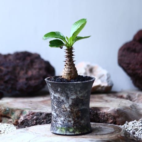 パキポディウム  ウィンゾリー   Pachypodium baronii var. windsori    no.017