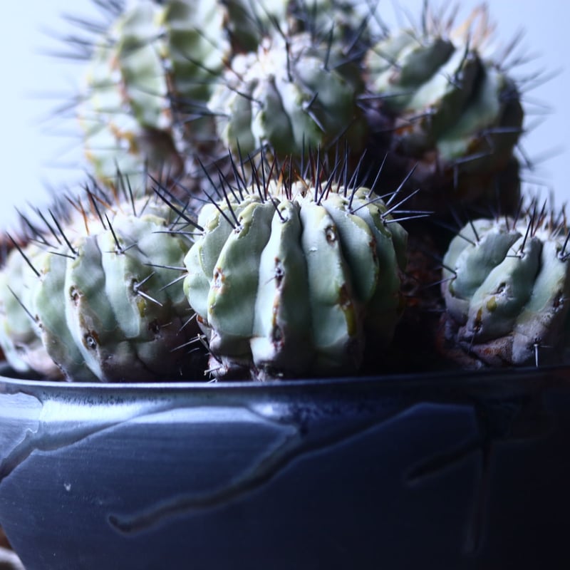 コピアポア 黒王丸 Copiapoa cinerea no.42695 | 芽の巣山