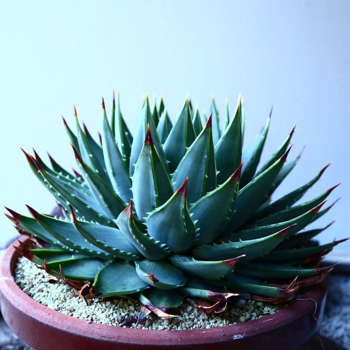アロエ ポリフィラ Aloe polyphylla no.30101 | 芽の巣山