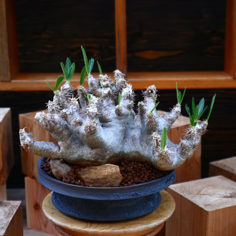 パキポディウム ブレビカリックス／Pachypodium densiflorum var