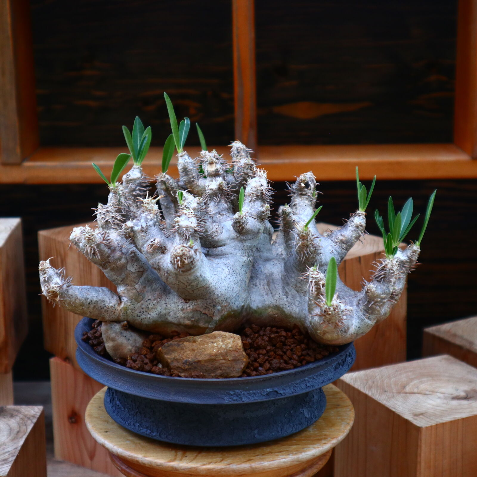 パキポディウム ブレビカリックス／Pachypodium densiflorum var. b