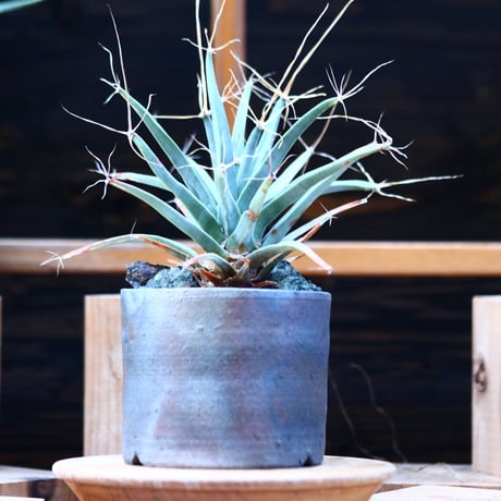 レウクテンベルギア  晃山／Leuchtenbergia principis  no.1226103