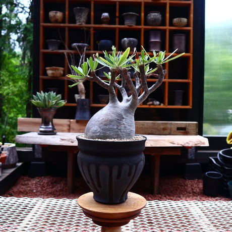 パキポディウム  グラキリス ／Pachypodium  gracilius       no.50207