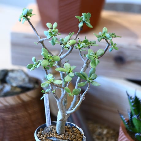 N/OH × Othonna arbuscula    no.111923