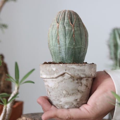Euphorbia obesa  × YAMABACHI var. takero pot  no.51212