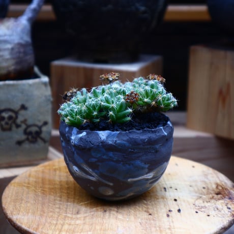 トリコディアデマ     デンスム   紫星晃／Trichodiadema densum   no.52339