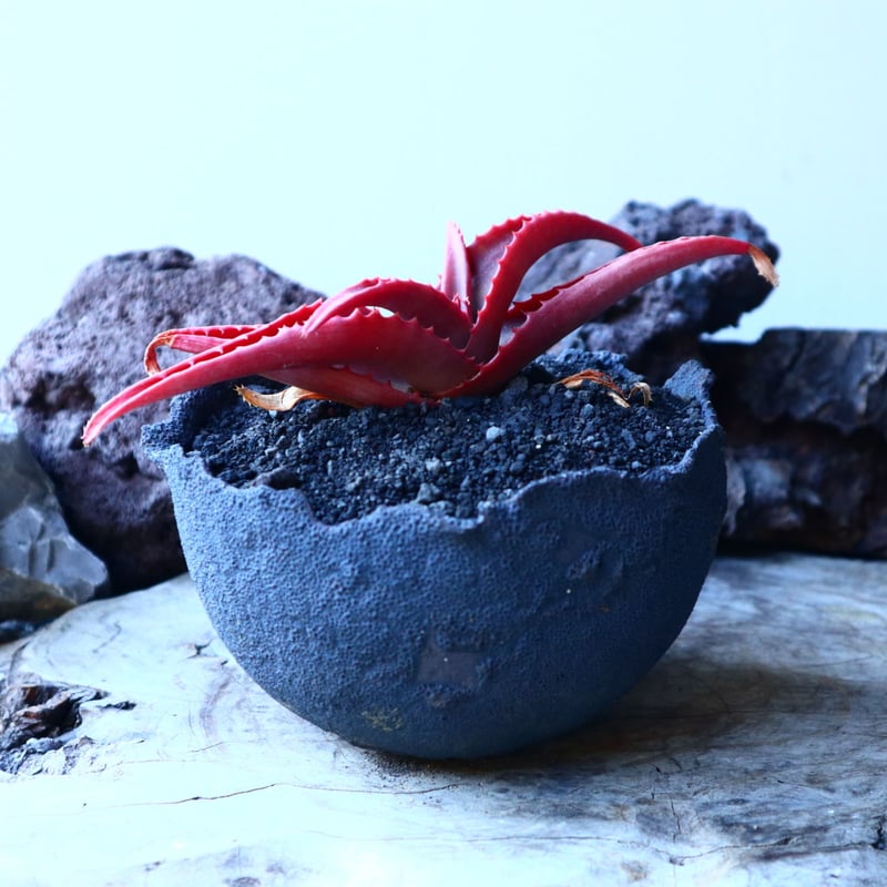 アロエ バンバレニー Aloe vanbalenii no.30102 | 芽の巣山