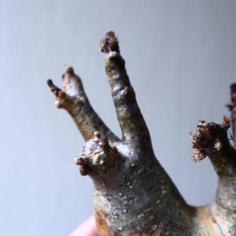 パキポディウム グラキリス 2頭 Pachypodium rosulatum var. gracilius no.70706