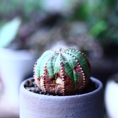 ユーフォルビア  オベサ    Euphorbia obesa　no.71924
